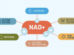 nad plus